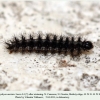 euphydryas aurinia1 larva4 ossetia